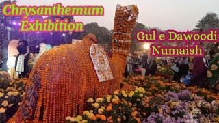 Chrysanthemum || Flowers Exhibition in Lahore  2024 || Gul e Dawoodi  Numaish in Jilani Park Lahore