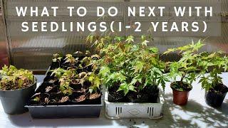 What to Do with Japanese Maple Seedlings (1-2 years old)