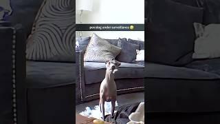 Monitor the behavior of dogs in the surveillance footage #funny #haaha #funnypets #dog