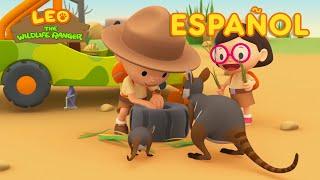 El Wallaby de Las Rocas Patas Amarillas (Español) - Leo, El Explorador Episodio | Animación