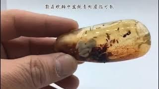 缅甸琥珀 ，虫珀