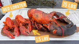 Do 15lb lobsters taste bad? ft. @NickDiGiovanni