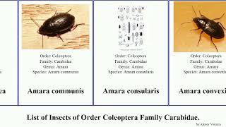 List of Insects of Order Coleoptera Family Carabidae. bembidion carabus tiger beetle pterostichus