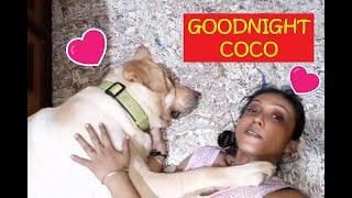 My little baby, Coco fell asleep. So, Mum gives him goodnight cuddles & hugs. Watch till the end