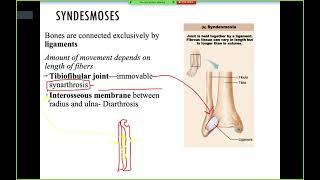 Joints Anatomy