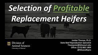 Selection and Screening of Replacement Heifers - Mizzou Repro