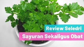 Review Tanaman Obat Sayuran Daun Seledri