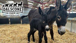 DONKEY BIRTH! Our last pregnant Donkey finally gives birth to a beautiful little foal.