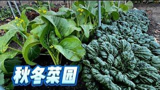 深秋菜园一定要种的耐寒蔬菜garden tour 11/27/2024