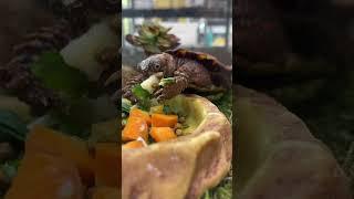 Black Breasted Leaf Turtle Likes Banana - Cincinnati Zoo #shorts