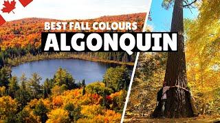 Best Fall Colours in Canada | Autumn visit to Algonquin