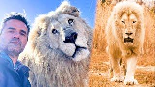 LION PRIDE Walk and Digging Fun | The Lion Whisperer