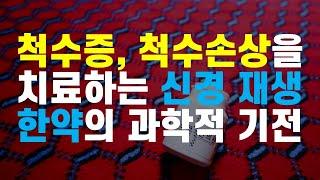 척수증, 척수손상을 치료하는 신경 재생 한약의 과학적 기전