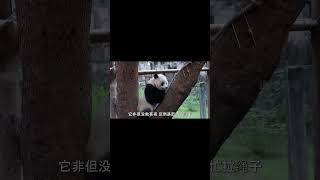 渝可渝爱小小年纪成为顶流 #追娱秀场 #panda #animals #疯狂动物园