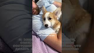 РАЗЛАГАЕТ МНЕ ДИСЦИПЛИНУ!!  #shorts #puppy #corgi #корги #щенки #милота