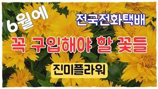 진미플라워 6월에 꼭 구입해야할 꽃들 #전국전화택배 식물소개와 키우는방법 #루엘리아 #분홍능소화 #팝콘베고니아 #분홍인동 #정등싸리 #복만찔레 #아래향 #청화두견화