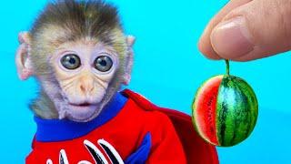 Smart Monkey BiBi (Bibo) eats watermelon with Cheese Cat