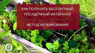 Как получить бесплатный посадочный материал? Метод зеленого черенкования.