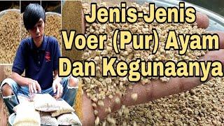 REVIEW JENIS-JENIS VOER AYAM | PAKAN PRODUKSI AYAM