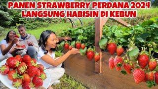 AKHIRNYA BISA KEMBALI PANEN STRAWBERRY DI KEBUNKU