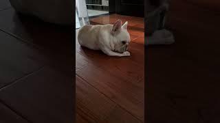 Love video #cat #Dog #short #animal p0907