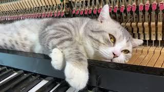 Meow are the world - Michael Jackson - Piano meowssage