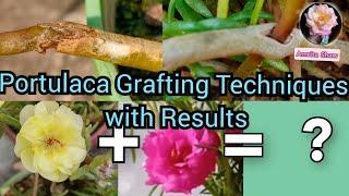 How To Graft Portulaca / Easy Moss Rose grafting techniques 2 -way/ Grafting ideas and tricks.