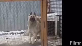 Собака танцует под татарскую музыку: