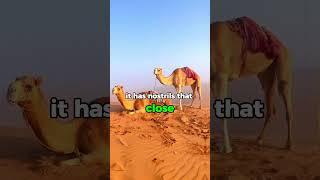 Camels' SECRET to Surviving Extreme Desert Conditions!