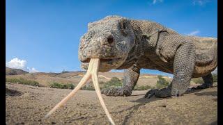 Robot Spy Pig Meets Komodo Dragons - It Doesn't End Well!