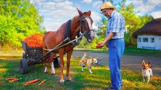 Happy old age of an elderly couple in the village / picking vegetables