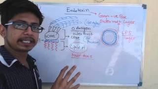 Endotoxin | lipopolysaccharide or LPS