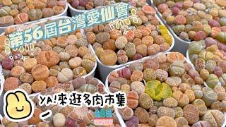 【多肉植物】逛科工館的多肉市集|20230129第56屆台灣愛仙會多肉市集