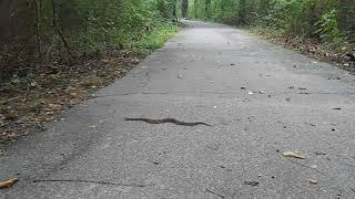 Copperhead at Saluda Shoals Park, Columbia, SC