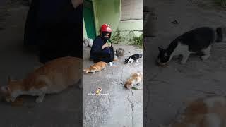 Pokoknya jangan bosen sama mereka yaa, mereka kucing-kucing jalanan yang sama, yang selalu bertemu