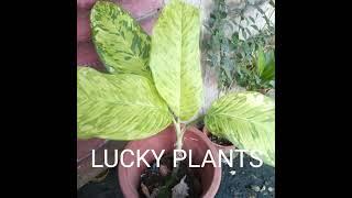 LUCKY PLANTS#SWERTENG HALAMAN