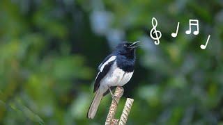Best Song Ever | Oriental Magpie  (පොල්කිච්චා)