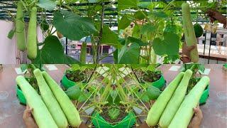 Massive Organic Bottle Gourd Harvesting From My Terrace Gerden // Harvesting Organic Vegetable