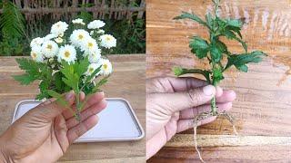 How to grow Chrysanthemum plant from cuttings in easy way