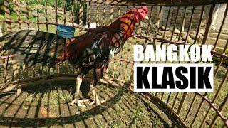 Ayam Bangkok Berkokok - Rooster Crowing - Chicken Sounds