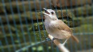 Raja pikat burung plenduk semak.