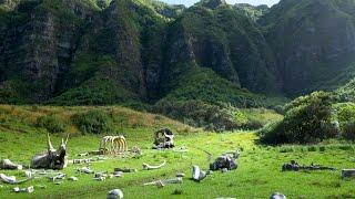 Kualoa Ranch Movie Tour in Oahu, Hawaii