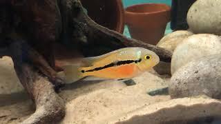 Costa Rican Cichlid Community