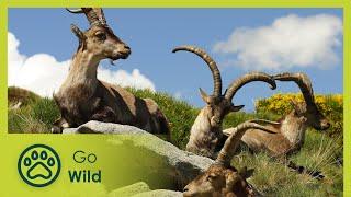 Mediterranean Iberia - Wild Connection 6/6 - Go Wild