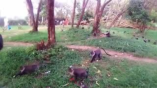 Beautiful Playful Monkeys in Nairobi, Kenya