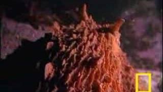 Shark vs Octopus | National Geographic