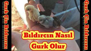 Gurk Çin Bıldırcını, Bıldırcın Nasıl Gurk Olur, Önemli Bilgiler İçerir...