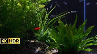  Relaxing Aquarium  Free Your Mind  Eliminate Stress  No More Insomnia  Healing Stress 