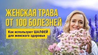 Шалфей: чем полезен и как использовать. Фитотерапия женских заболеваний.