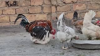 Rooster Mating Compilation Full